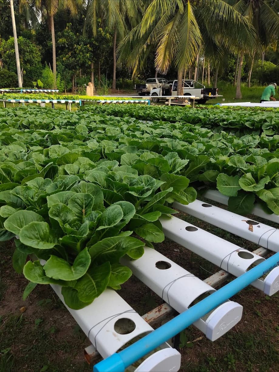 Rows of cos lettuce growing hydroponically at Tamby Farm