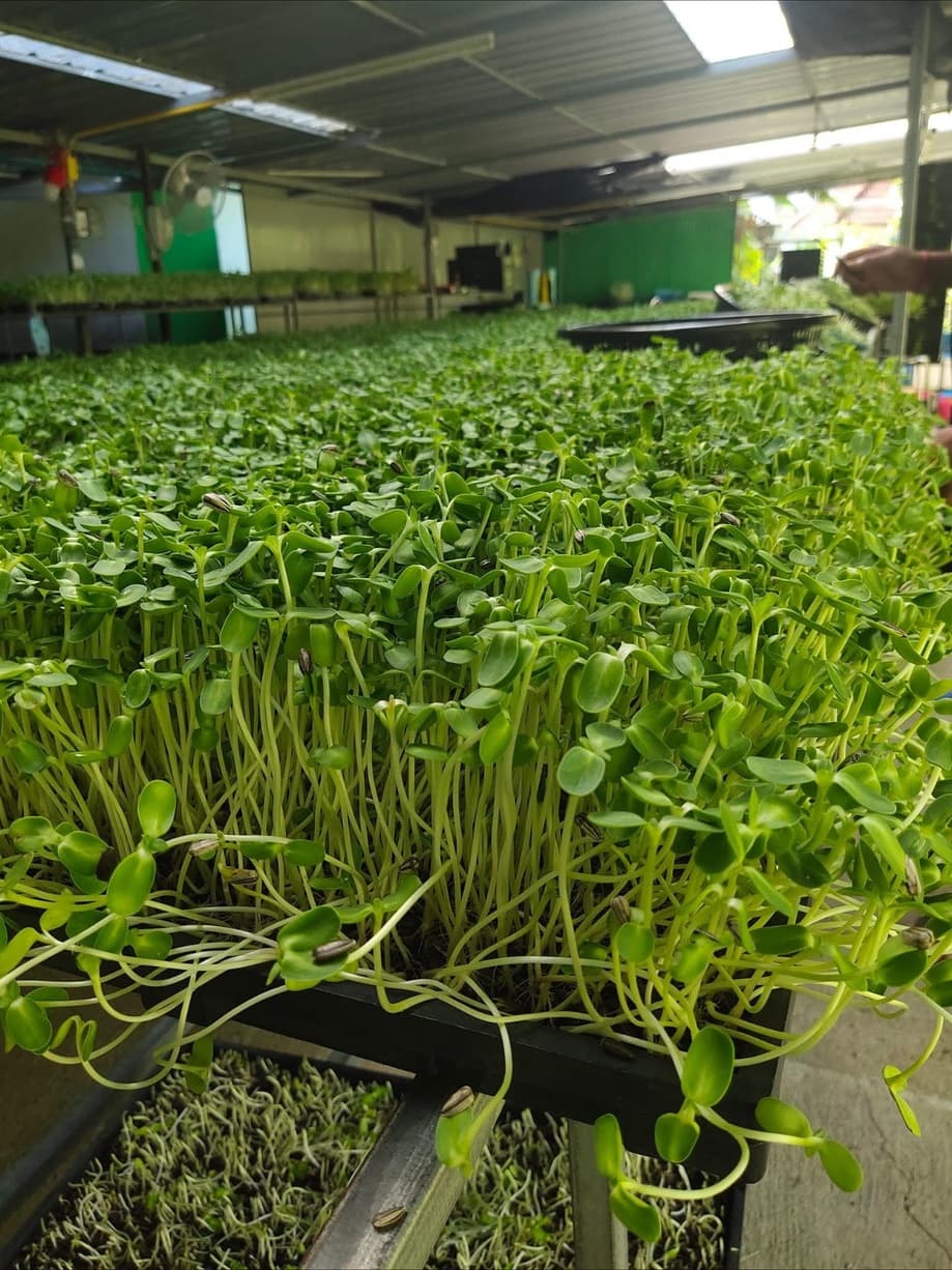 Young greens under the shade roof at Tamby Farm