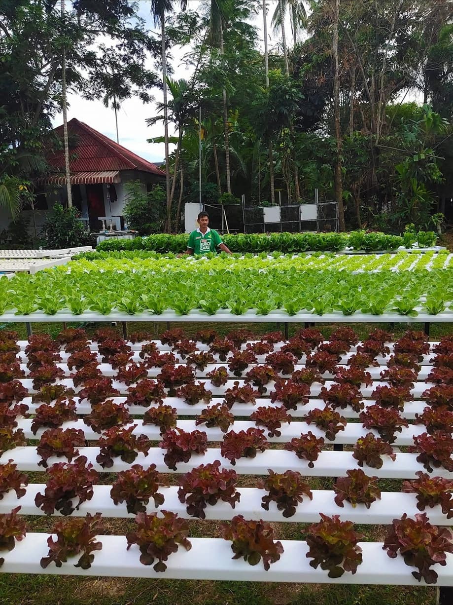 Red and green lettuce rows at Tamby Farm, with the farmhouse behind