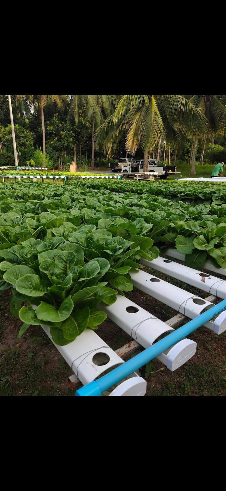 What's in Season on Koh Samui, Month by Month