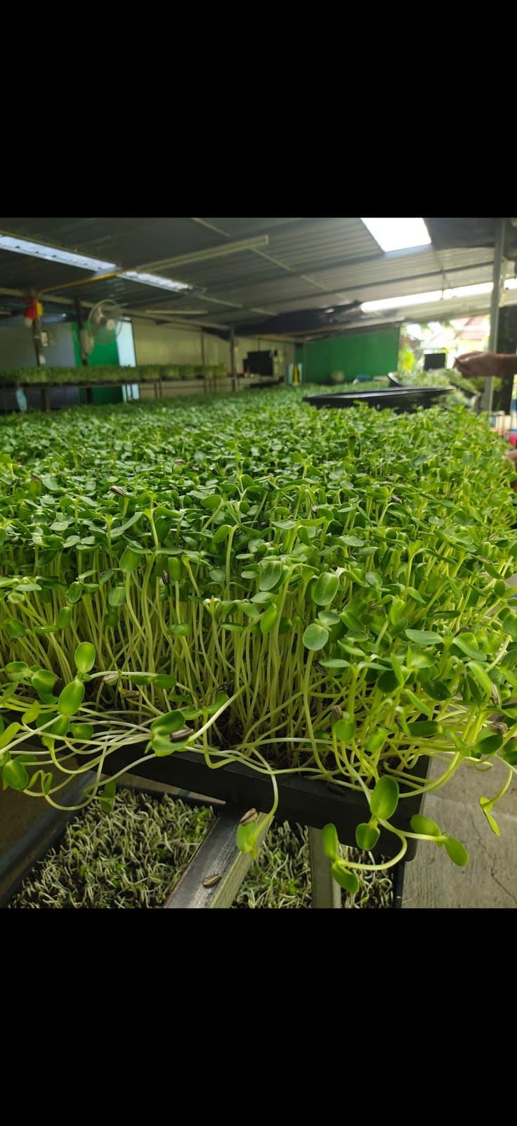 Greenhouse rows of leafy greens grown chemical-free on Koh Samui
