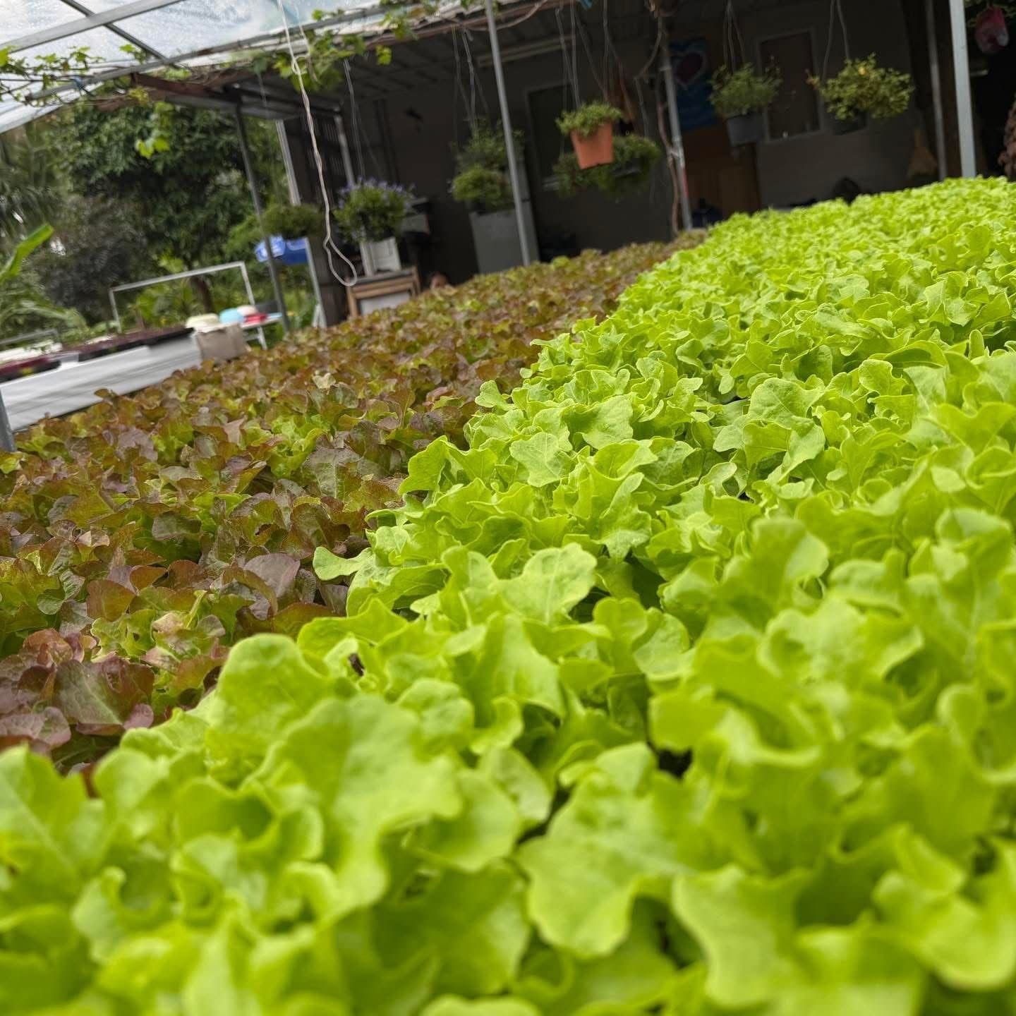 Farm-Fresh vs Supermarket Produce: What Actually Changes