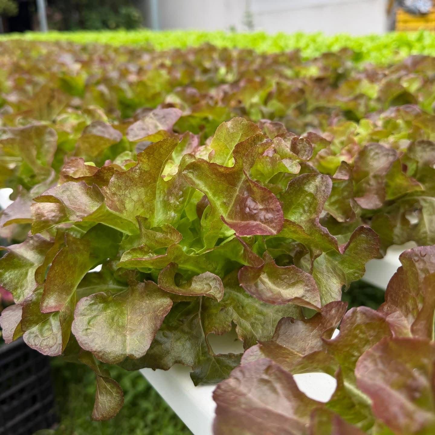 How to Store Vegetables So They Last Twice as Long