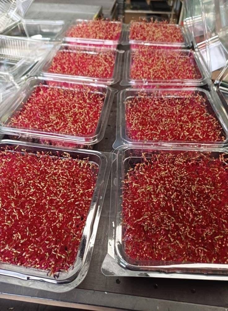 Microgreens 101: Types, Flavour, and How to Store Them