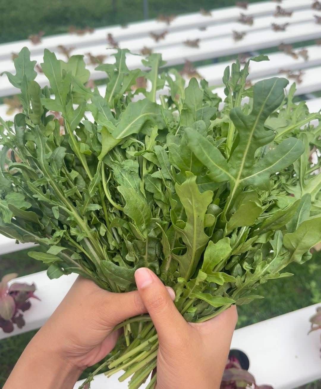 Peppery wild rocket leaves
